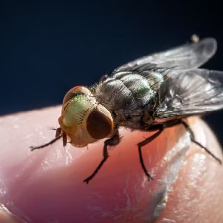 EUA confirmam 41 casos de mosca-varejeira em menos de dois meses