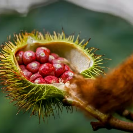 Urucum ganha espaço na indústria com avanço das pesquisas