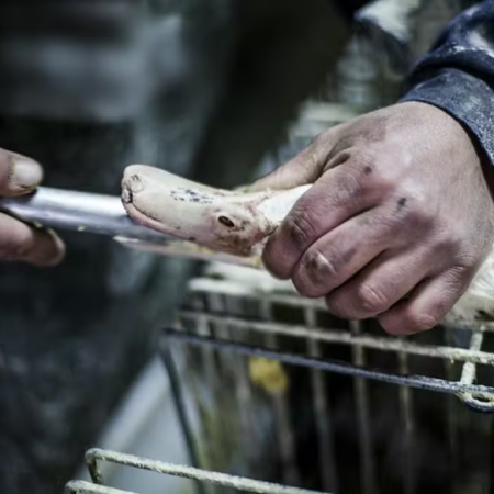 Governo federal proíbe produção e venda de foie gras