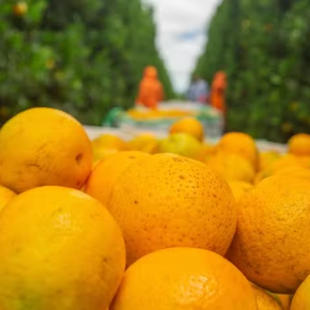 Laranja tem início de safra com preços menores
