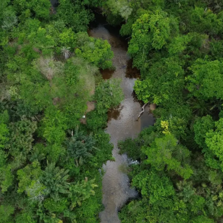 Amazônia tem menor área queimada em 41 anos
