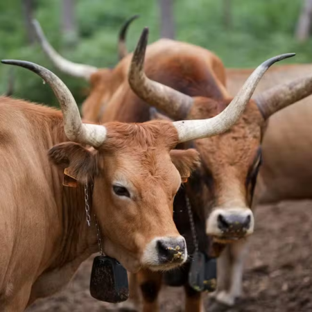 Vaca quase esquecida ajuda Espanha a reduzir risco de incêndios