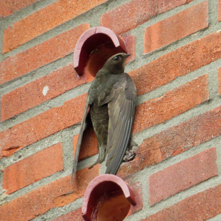 Escócia aprova tijolos especiais para proteger aves em novas construções