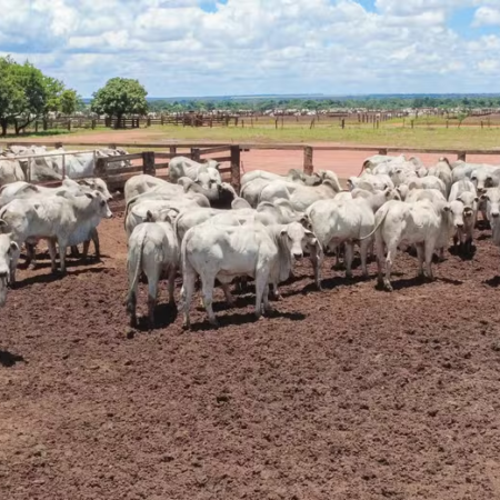 Governo endurece regras para exportação de carnes à União Europeia