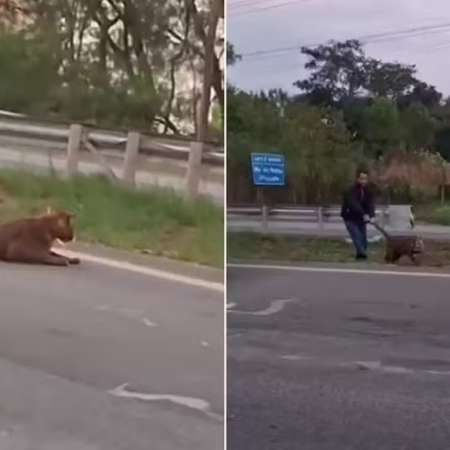 Homem arrasta onça-parda viva pelo rabo em rodovia e cena choca SP