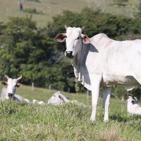 Preço do boi gordo inicia julho sob pressão e tendência de queda