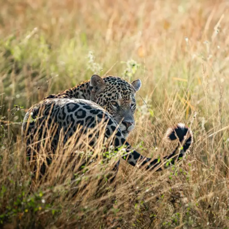 Onça-pintada “pisca” para câmera e encanta o Pantanal