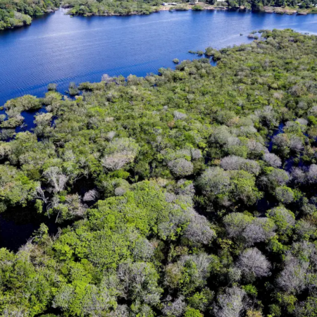 Desmatamento na Amazônia tem queda de 35% em junho de 2026