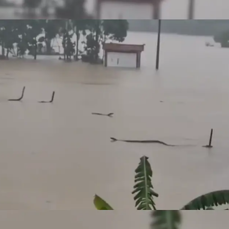 Enchentes destroem criadouro e 900 cobras escapam na China