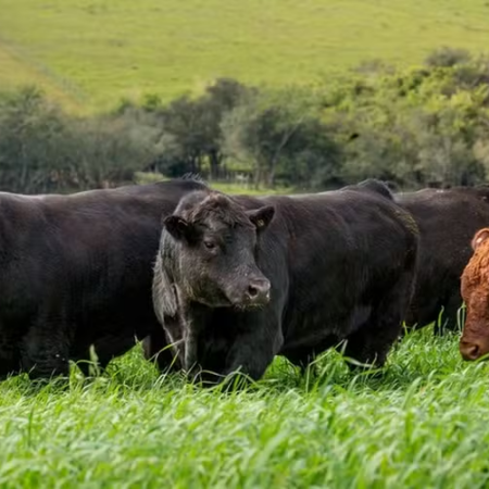 Angus aposta em touros melhoradores para elevar qualidade da carne