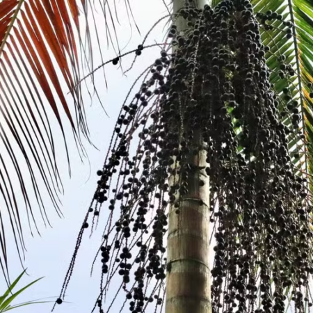 Juçara brasileira é eleita uma das melhores plantas do mundo