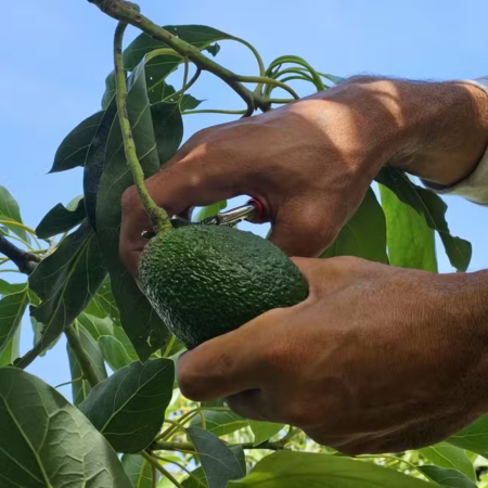 Avocado brasileiro ganha força no mercado internacional