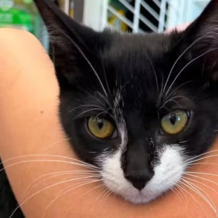 Ladrão leva filhote de gato para tentativa de assalto em banco nos EUA