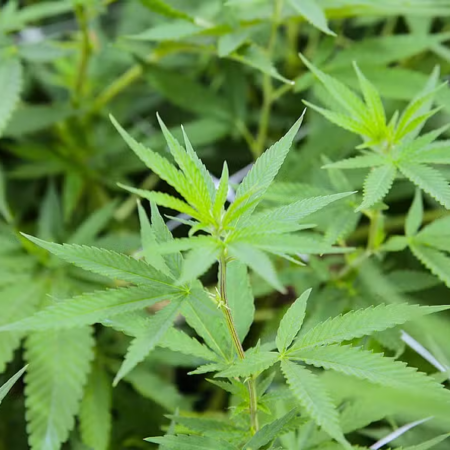 Feira destaca avanço da cannabis após regulamentação do cultivo