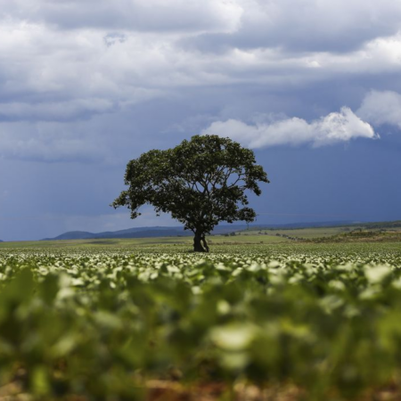 Crédito rural soma R$ 92,4 bilhões em áreas com alertas ambientais
