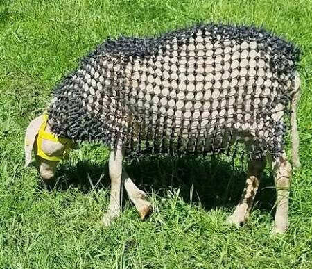 Fazendeiro desenvolve armadura para proteger ovelhas de ataques de lobos