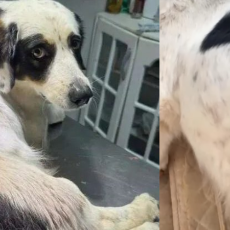 Cão é baleado ao proteger casa durante invasão em Ribas