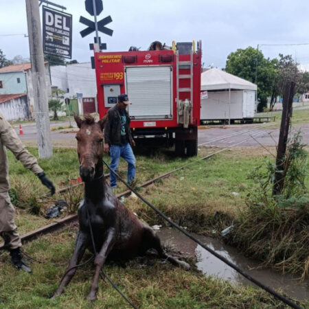 Após horas atolado, cavalo é salvo por equipe dos Bombeiros