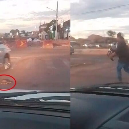 Jabuti é resgatado no meio da Avenida Ernesto Geisel